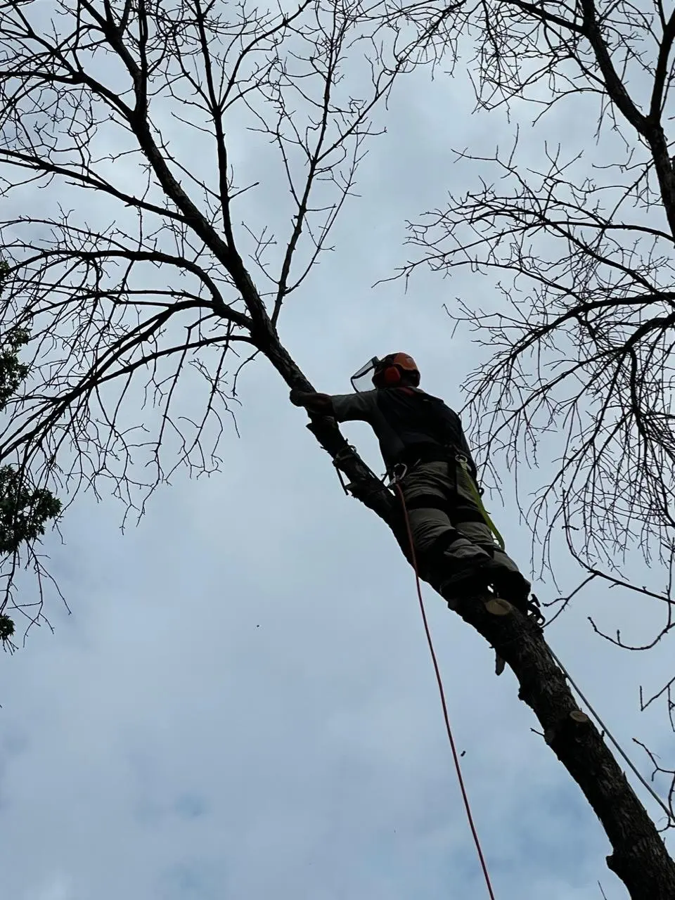 TreeClimbing.webp