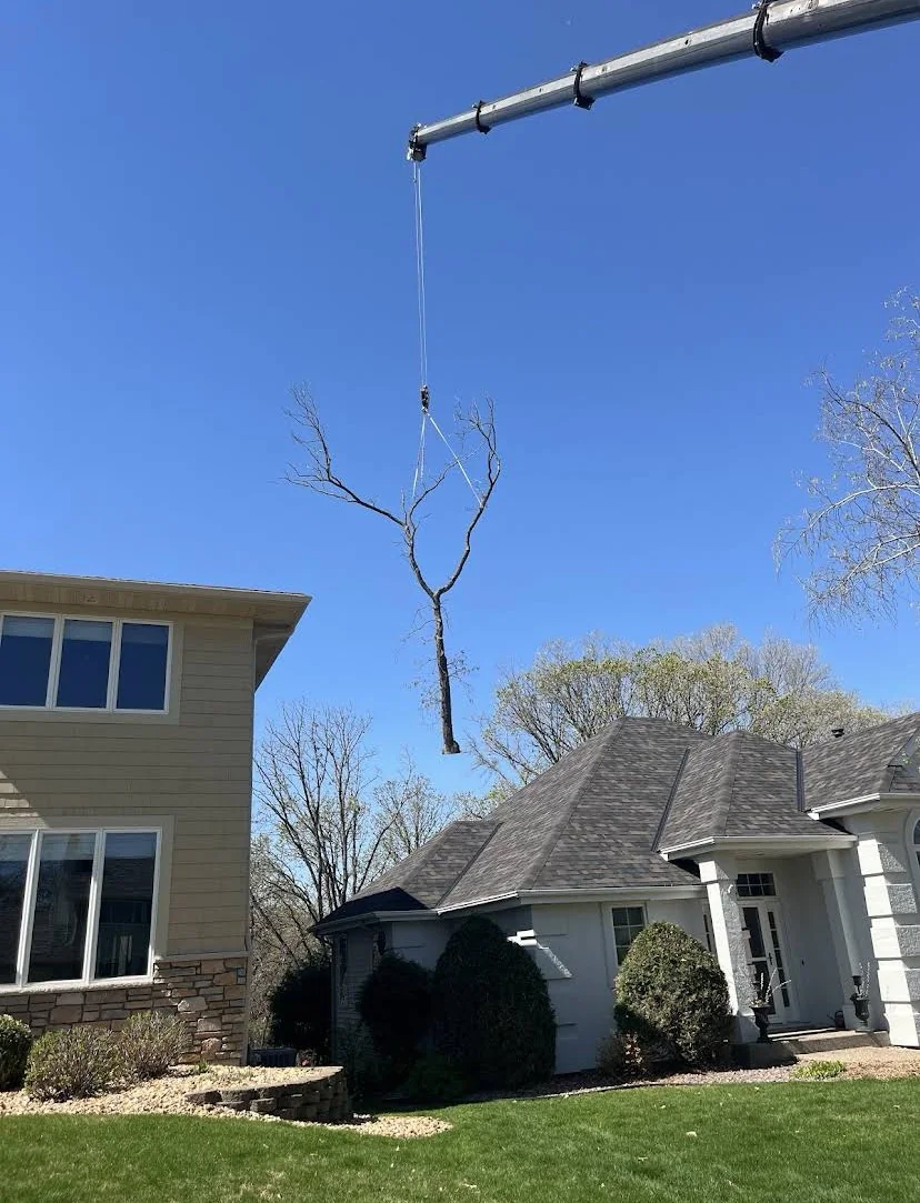 Crane Assisted Tree Removal